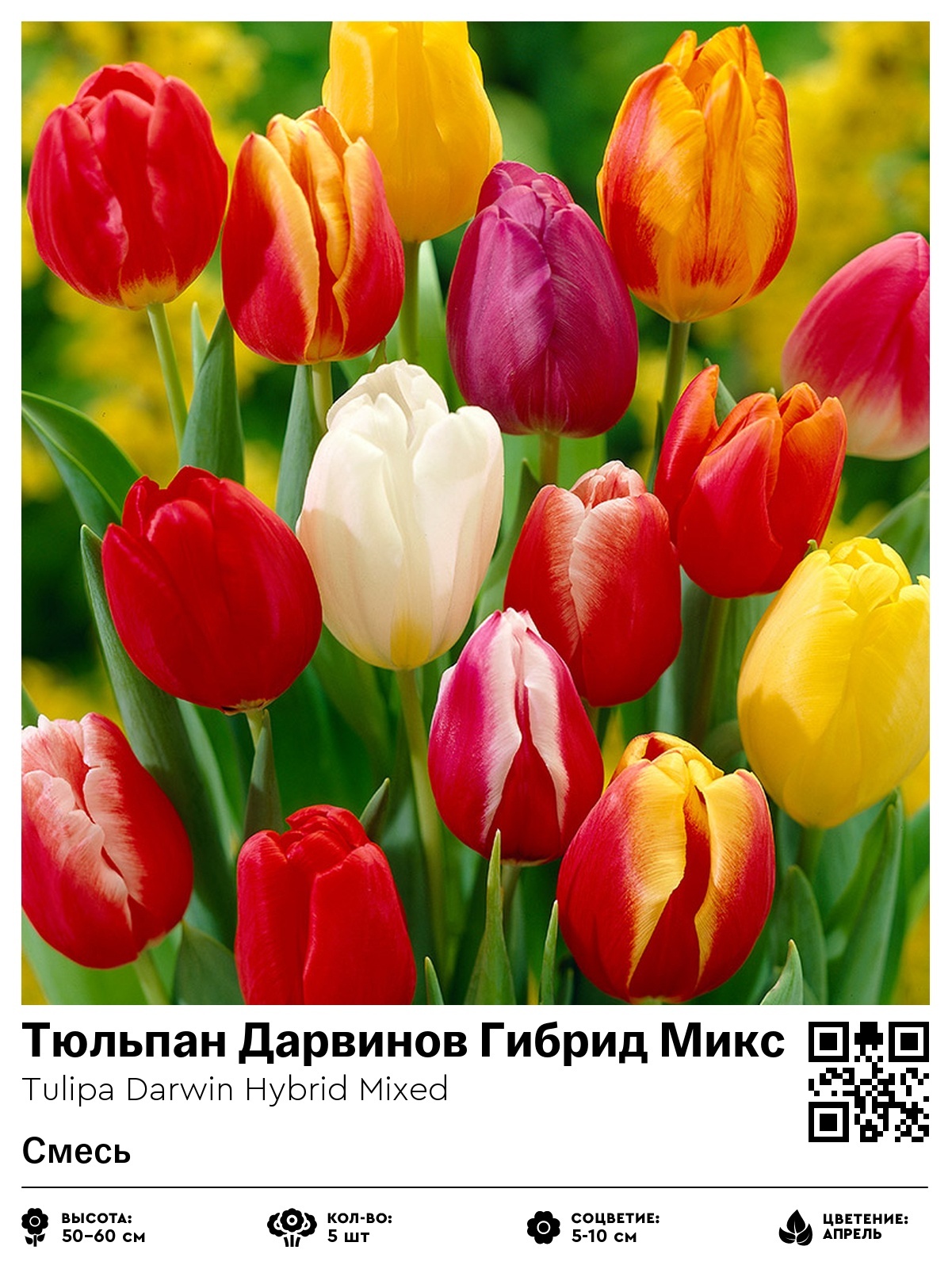 Тюльпан Дарвинов Гибрид Микс (Смесь)