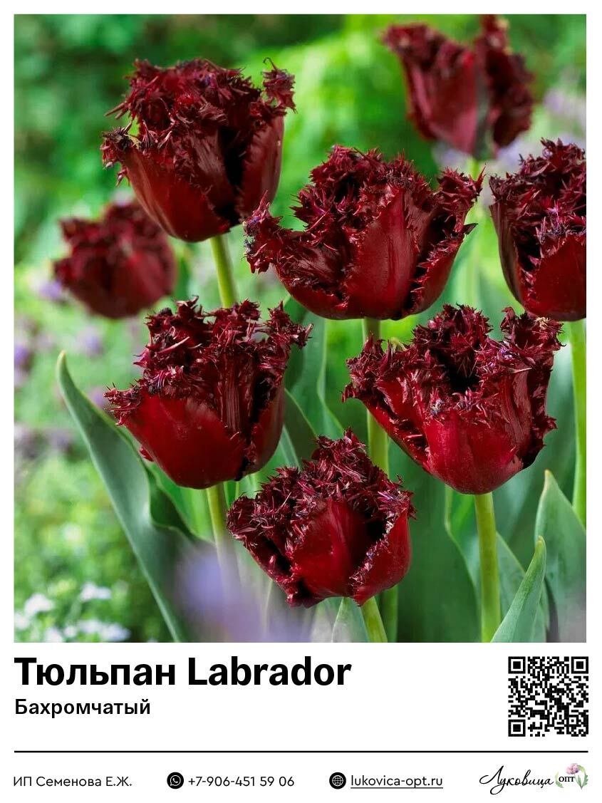 Тюльпан Лабрадор (Бахромчатый)