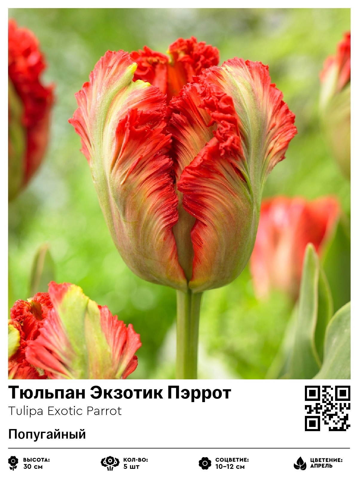 Тюльпан Пассворд (Махровый поздний)