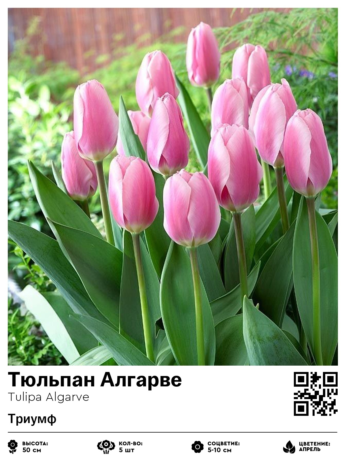 Тюльпан Алгарве (Триумф)
