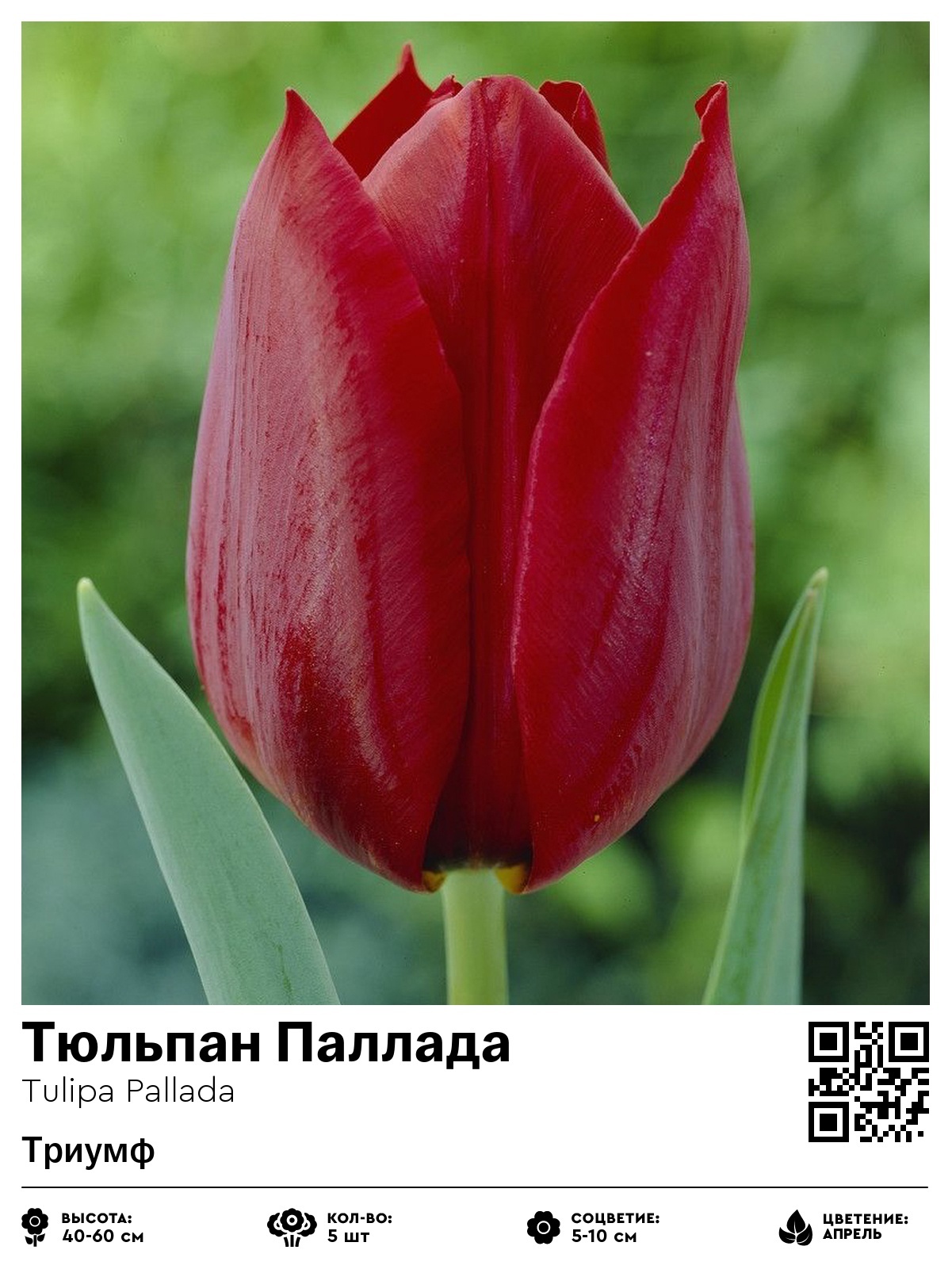 Тюльпан Паллада (Триумф)