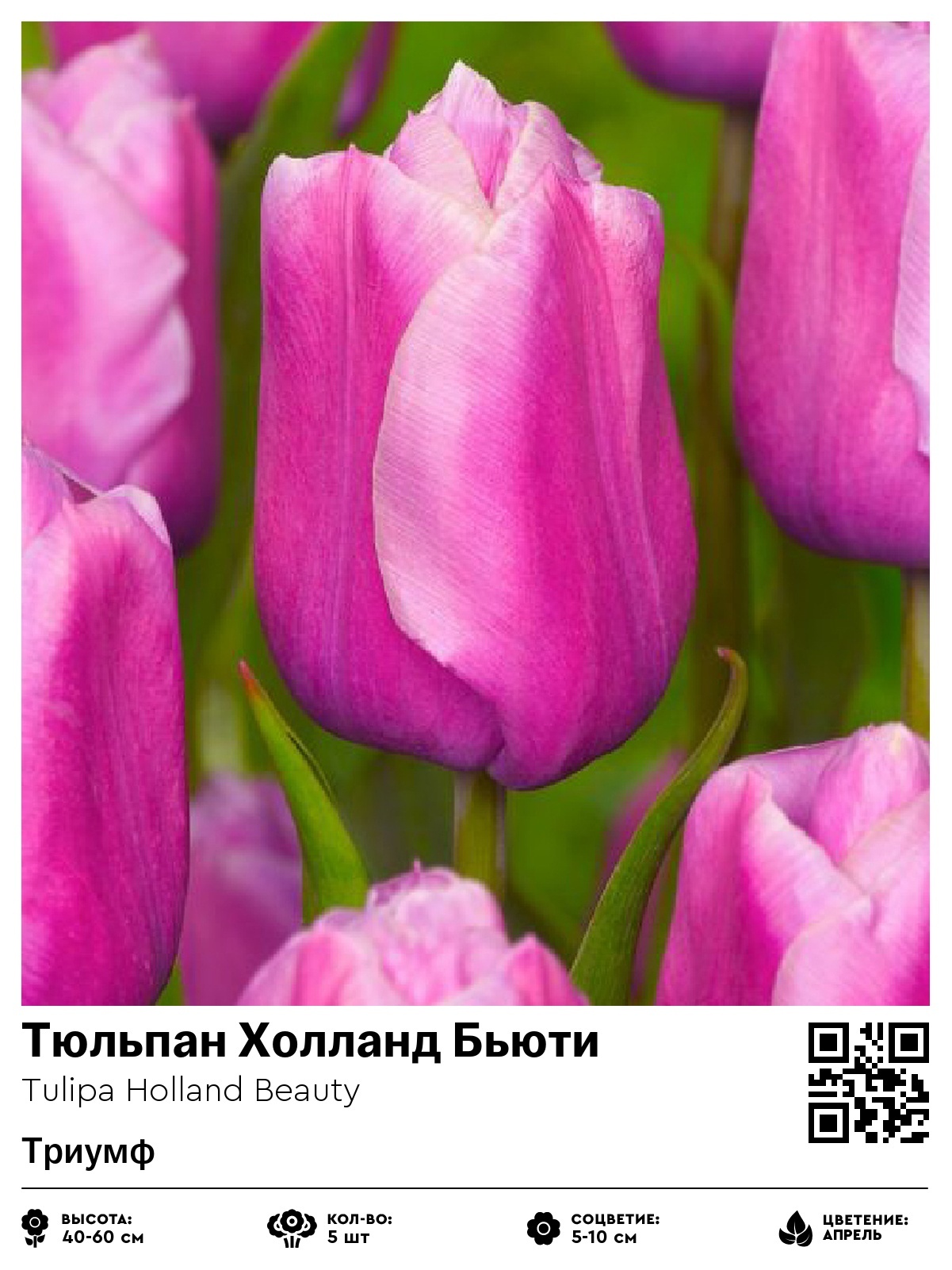 Тюльпан Холланд Бьюти (Триумф)