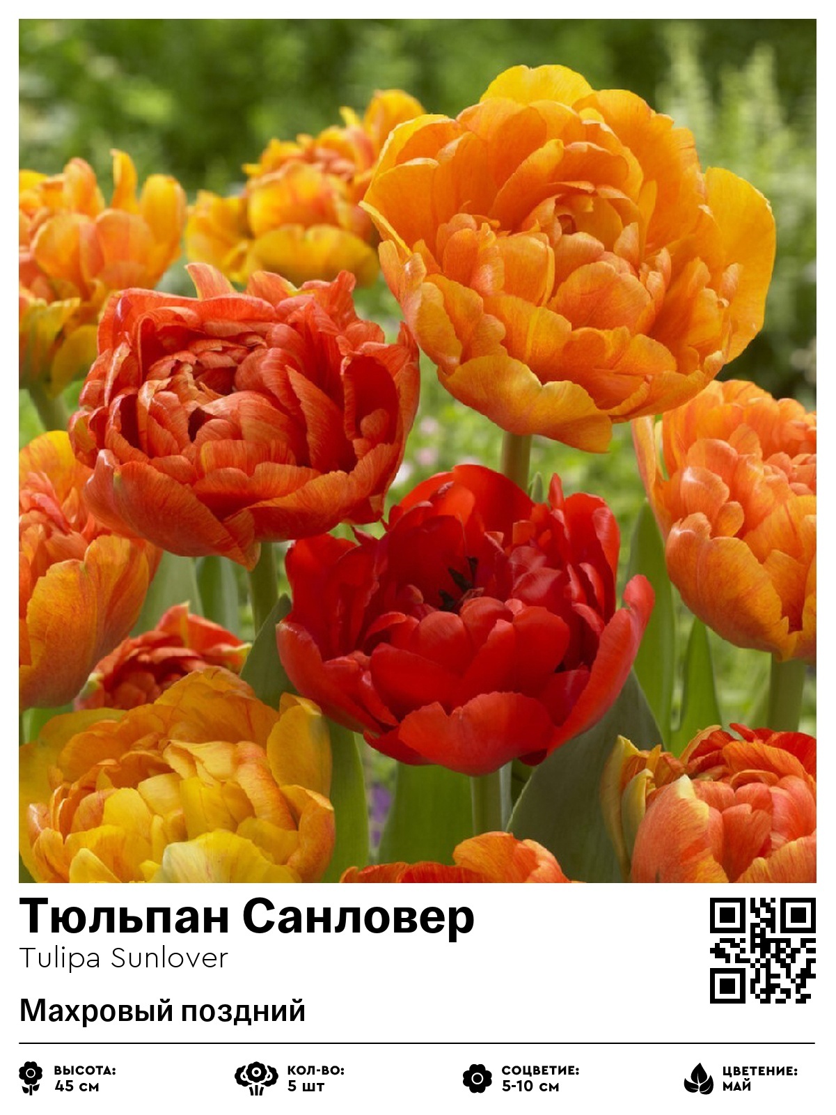 Тюльпан Санловер (Махровый поздний)