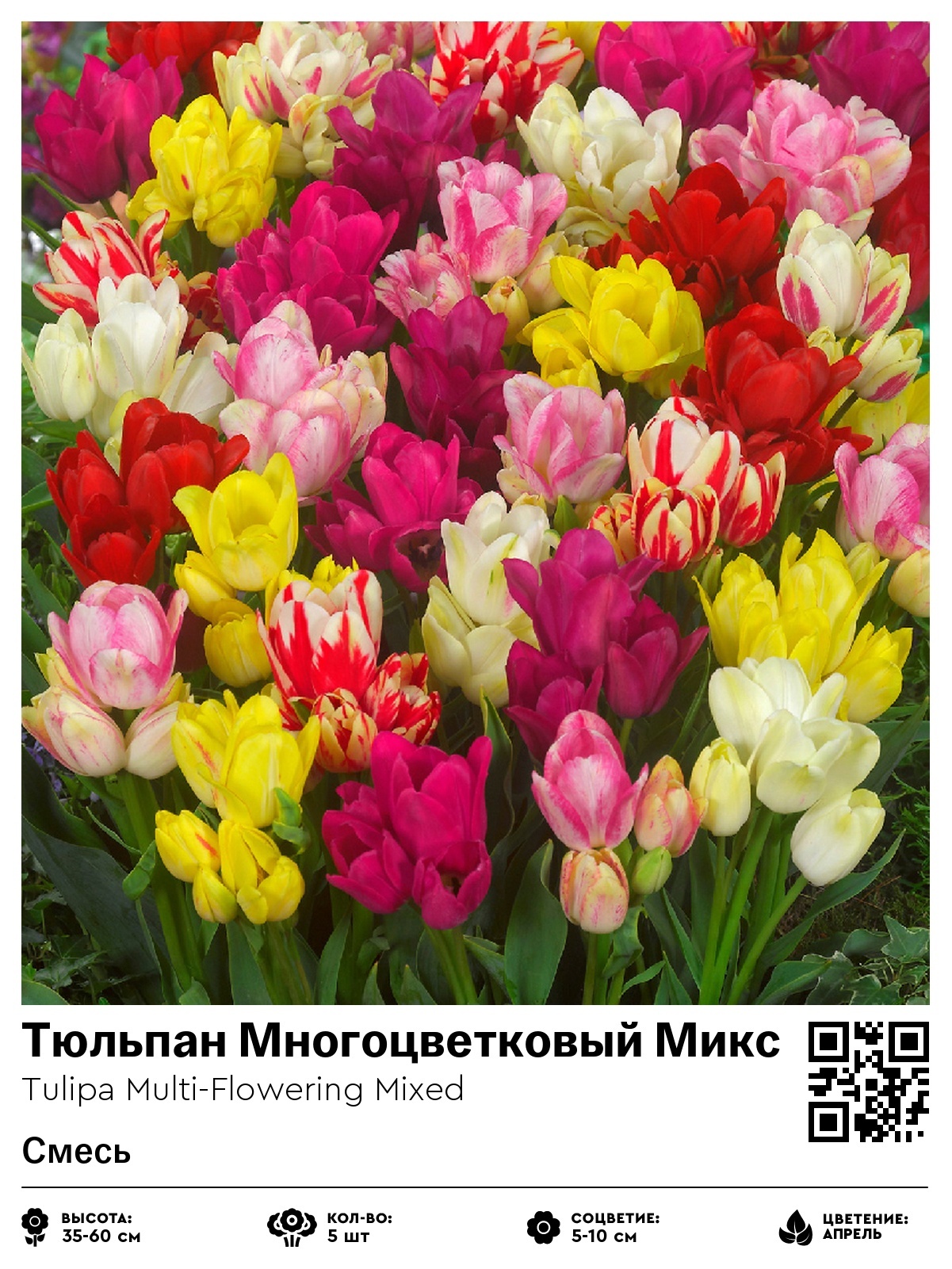 Тюльпан Многоцветковый Микс (Смесь)