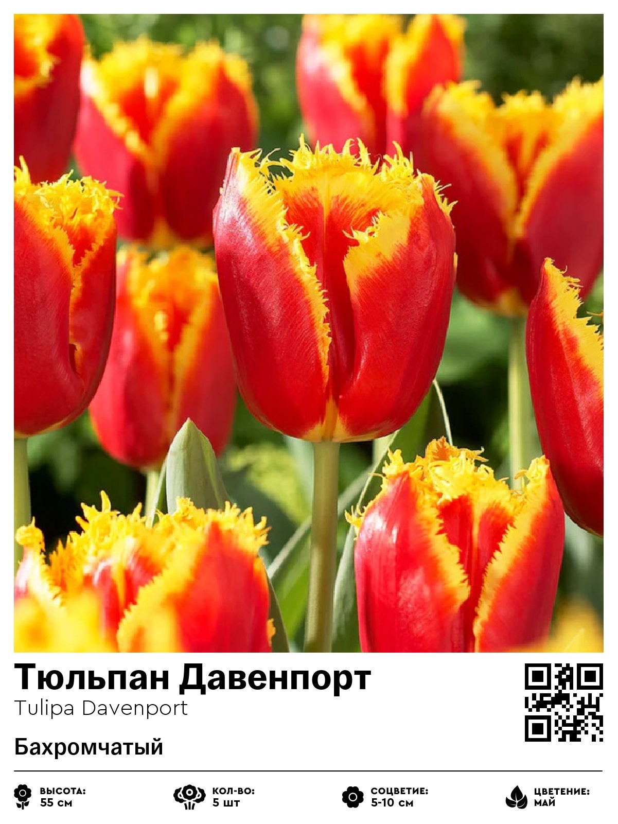 Тюльпан Давенпорт (Бахромчатый)