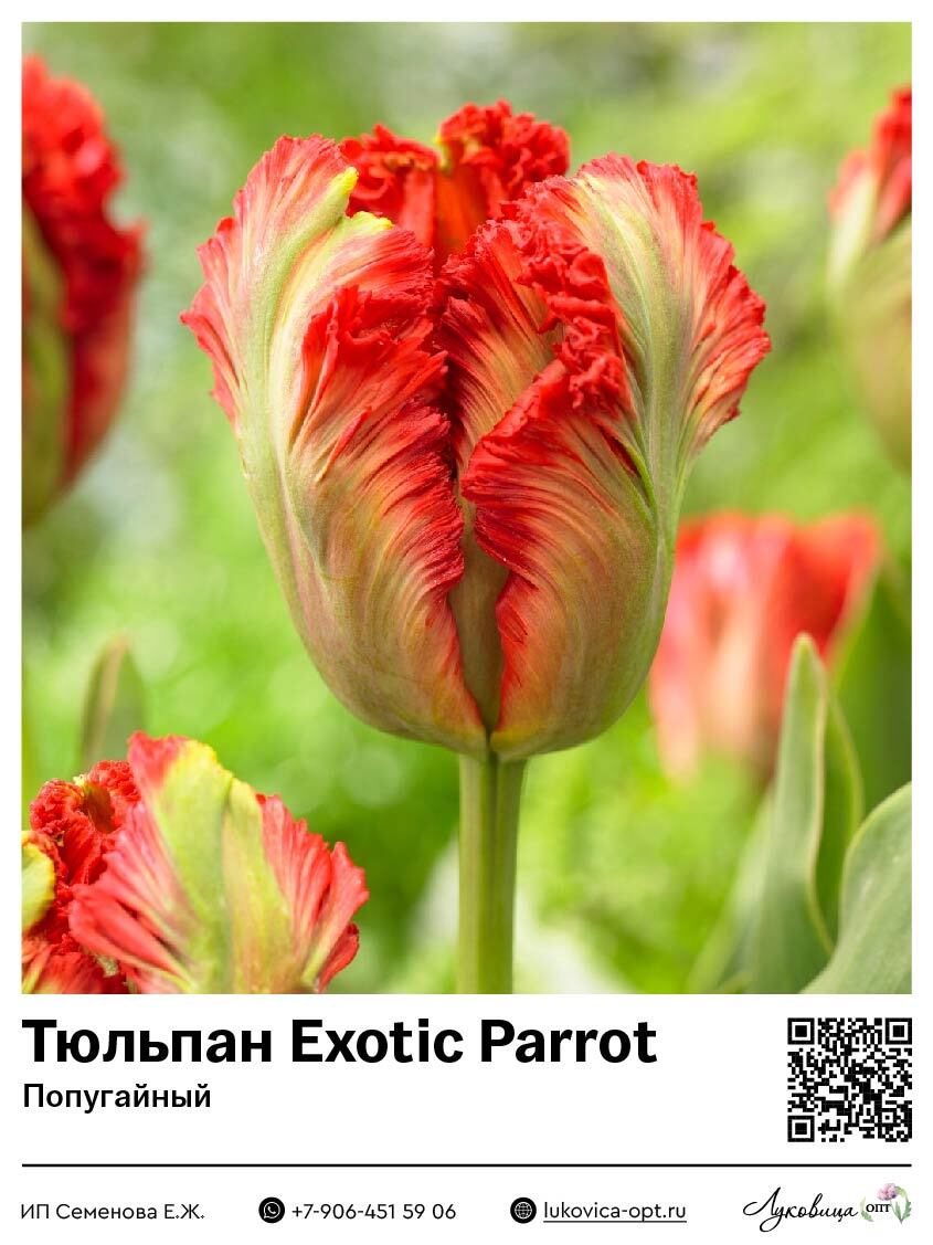 Тюльпан Пассворд (Махровый поздний)