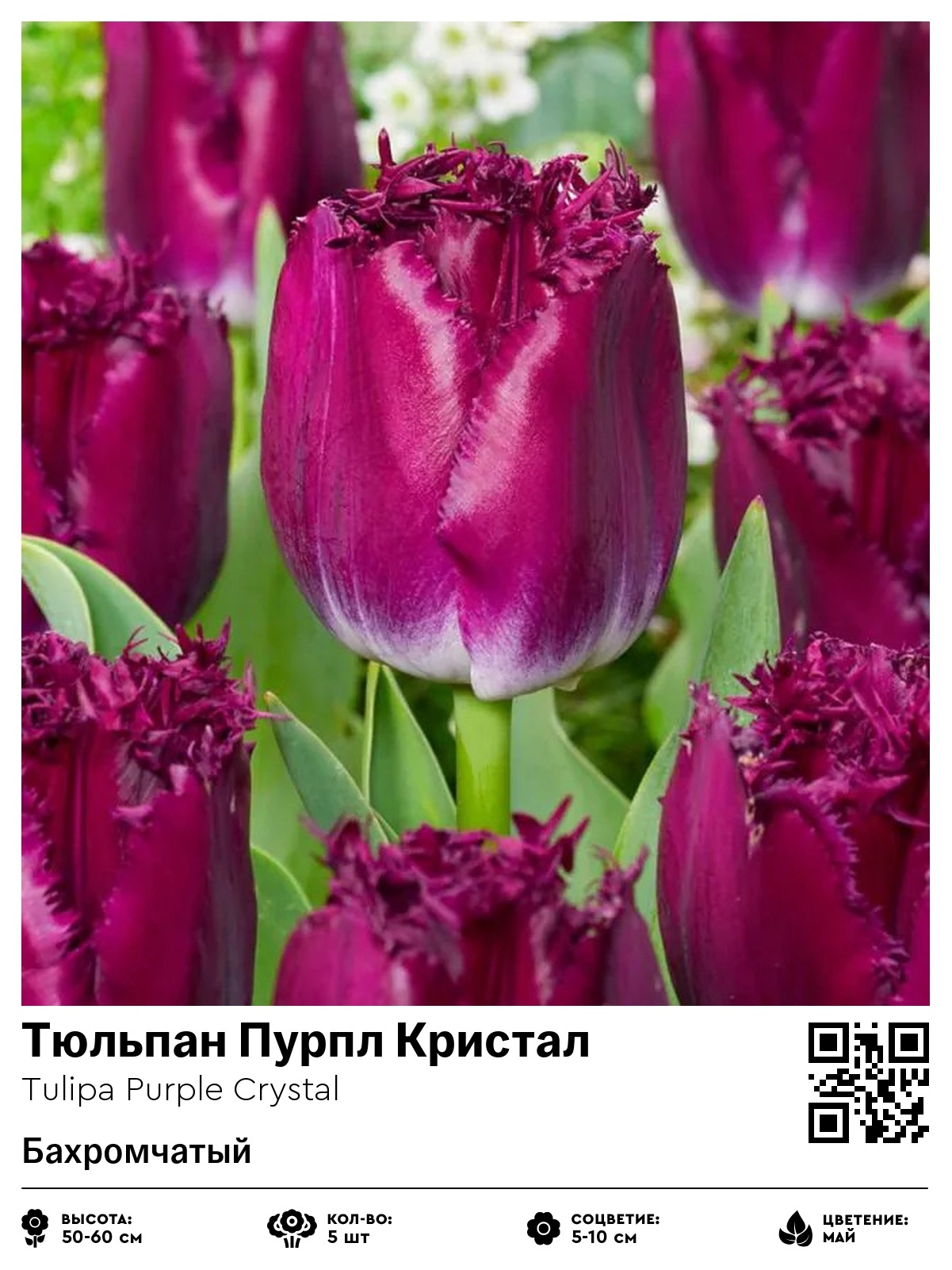 Тюльпан Пурпл Кристал (Бахромчатый)