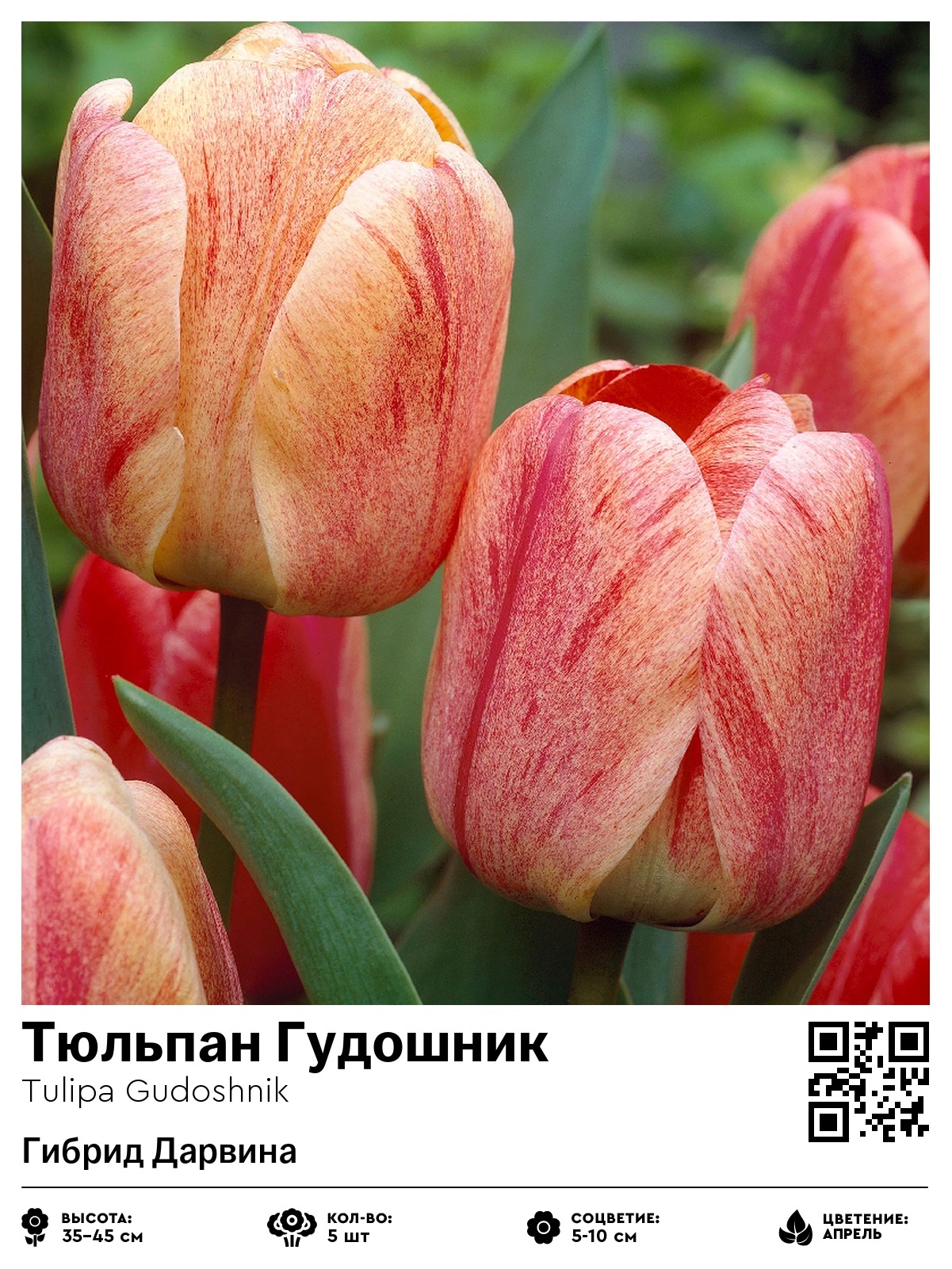 Тюльпан Хумилис (Карликовый)