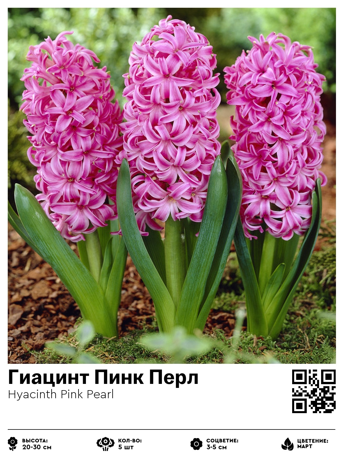 Гиацинт Пинк Перл