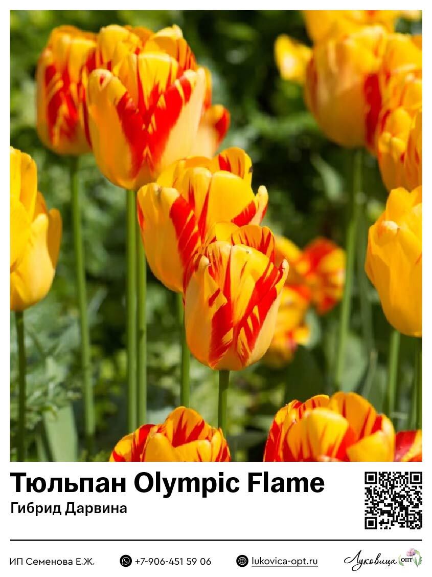 Тюльпан Олимпик Флейм (Гибрид Дарвина)