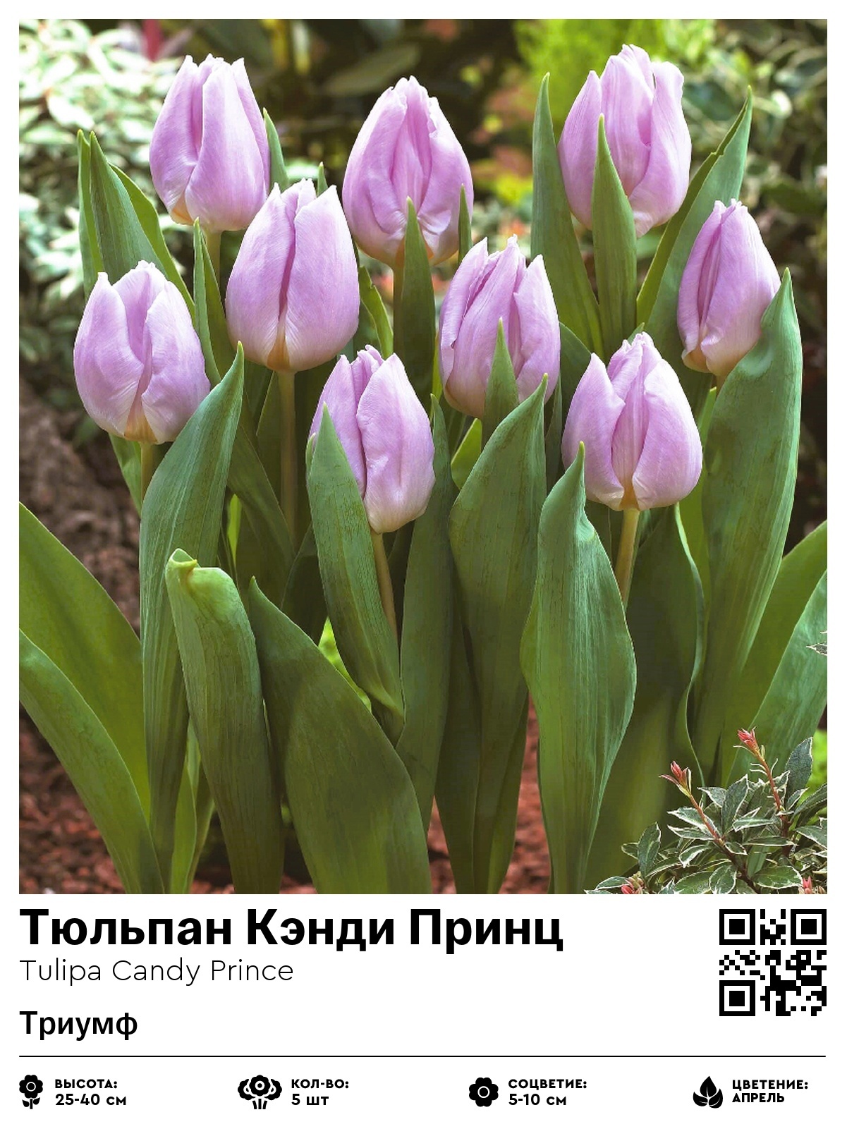 Тюльпан Кэнди Принц (Триумф)