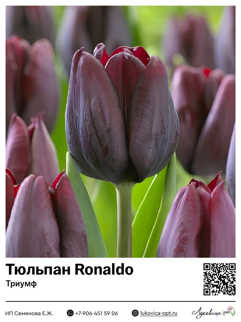Тюльпан Роналдо (Триумф)