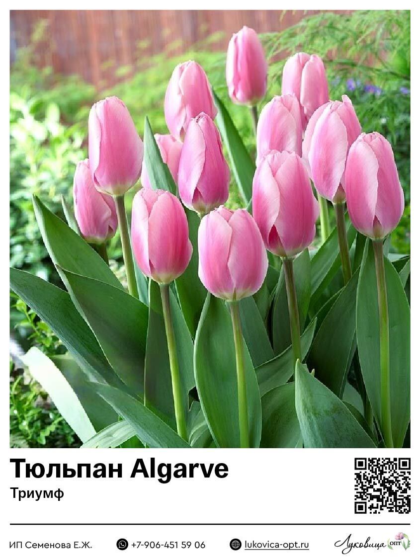 Тюльпан Алгарве (Триумф)