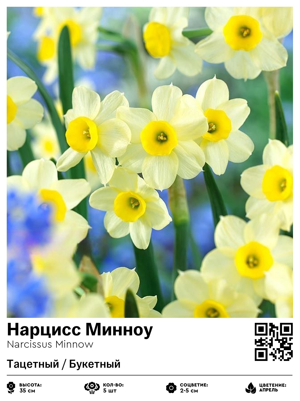 Нарцисс Минноу (Тацетный / Букетный)