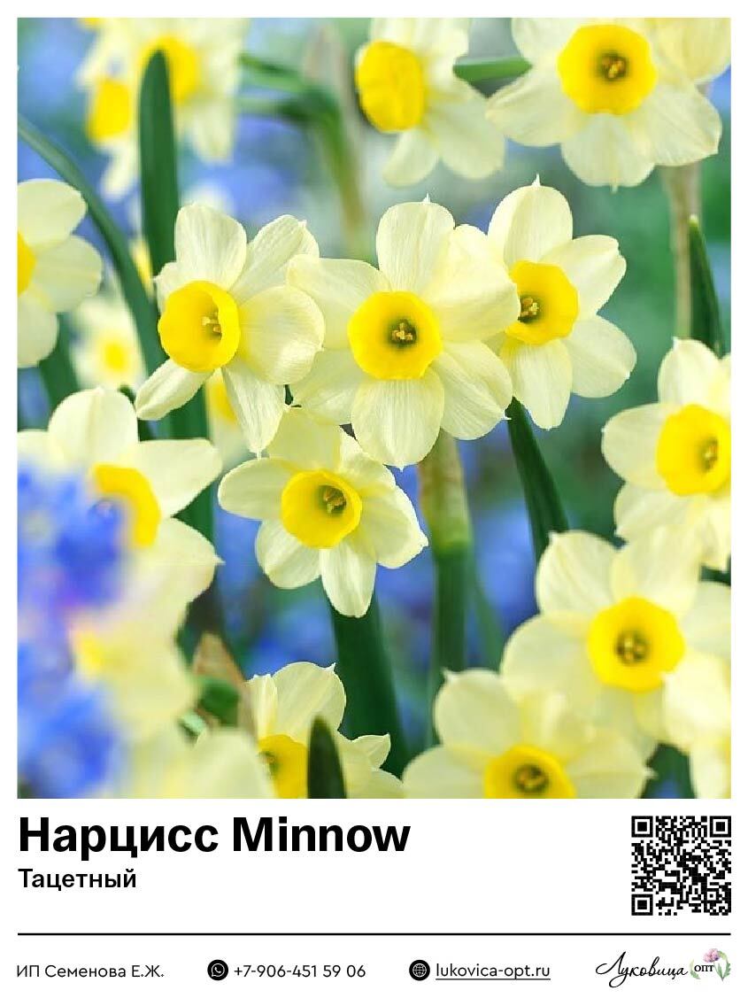 Нарцисс Минноу (Тацетный / Букетный)