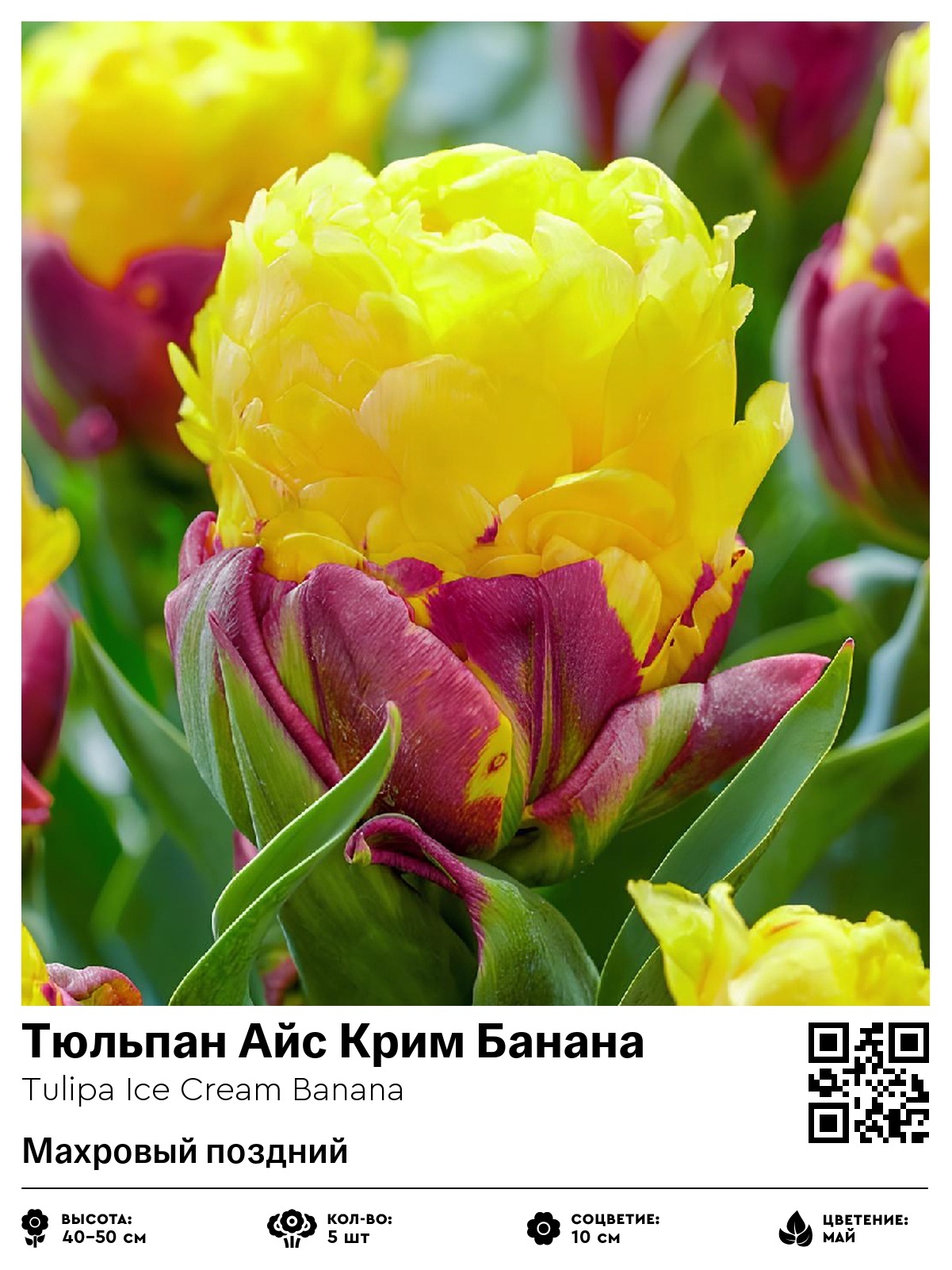 Тюльпан Айс Крим Банана (Махровый поздний)