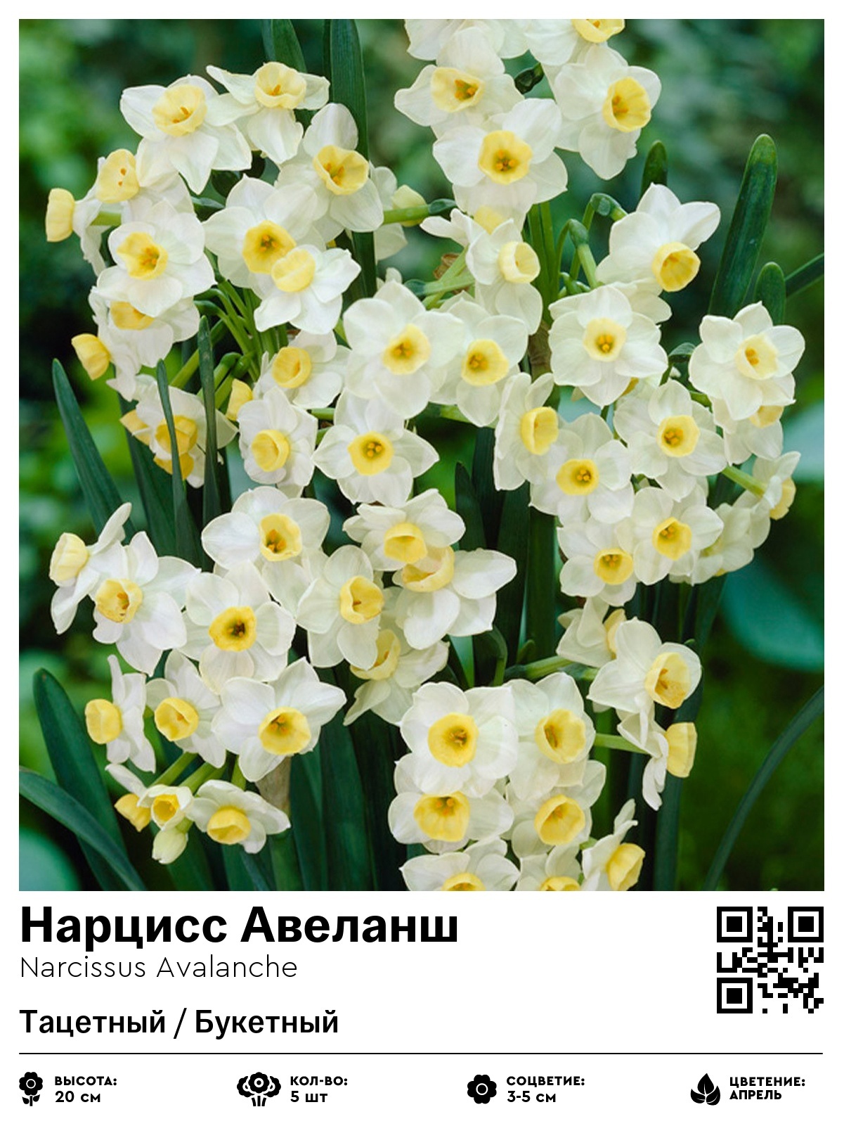 Нарцисс Авеланш (Тацетный / Букетный)