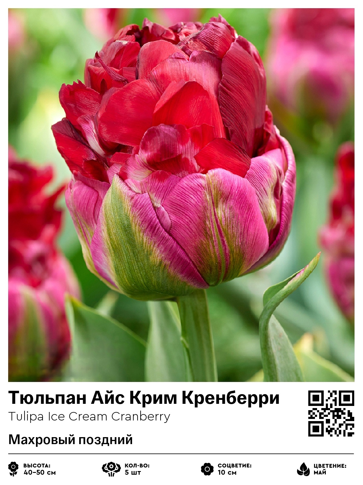 Тюльпан Айс Крим Кренберри (Махровый поздний)
