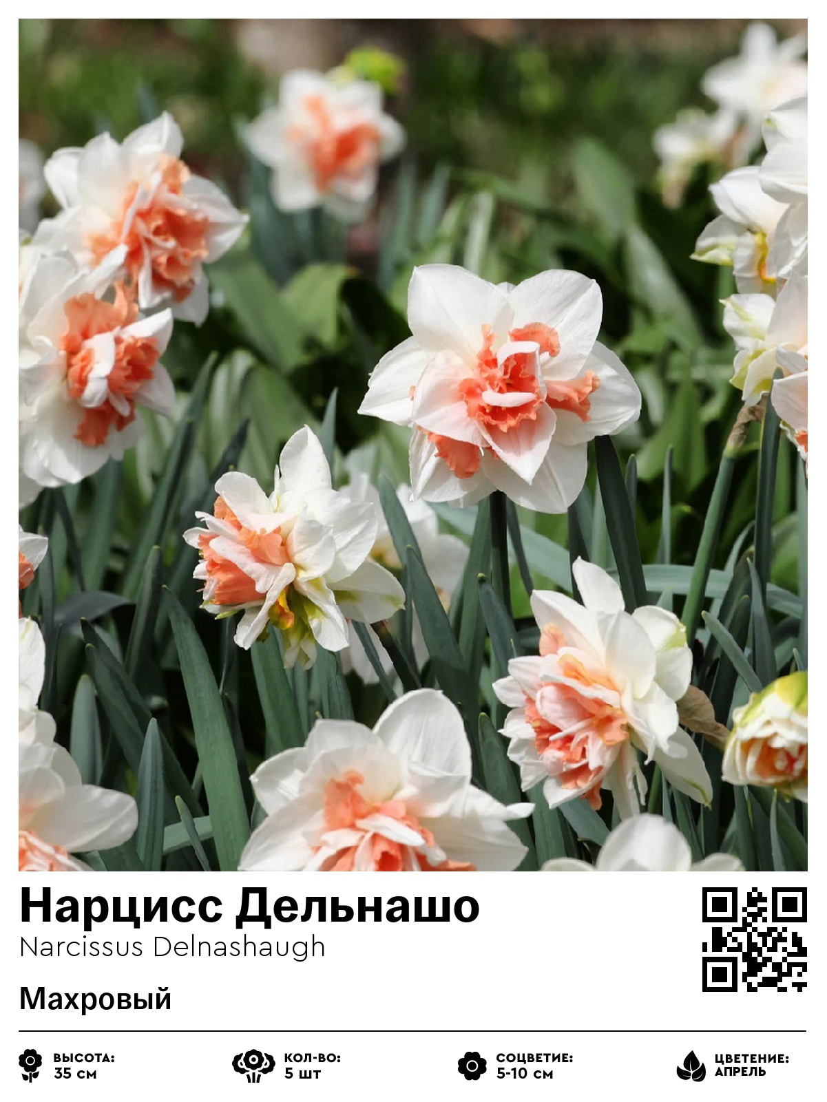 Нарцисс Дельнашо (Махровый)