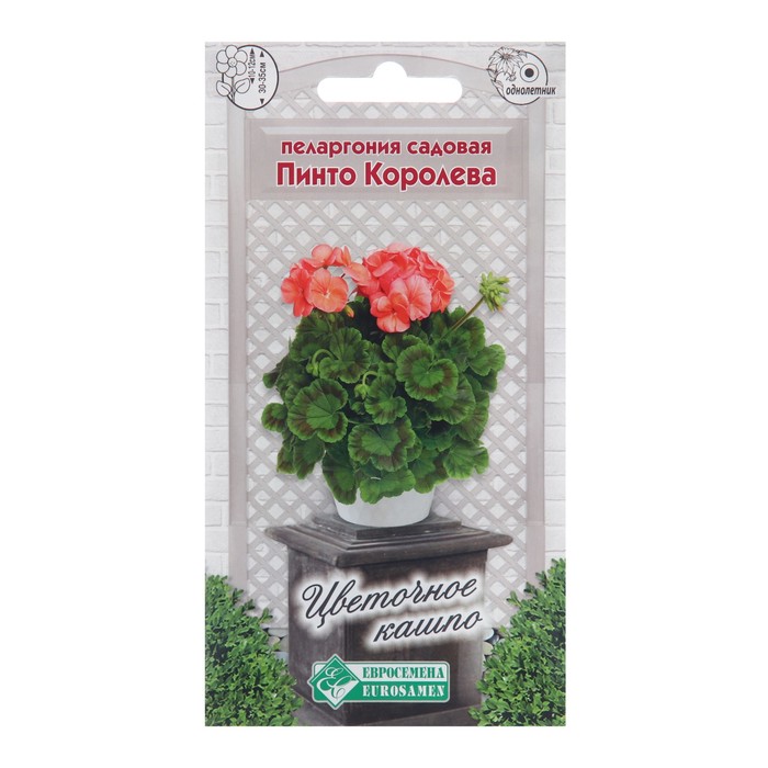Семена пеларгония садовая «Пинто Королева», 3 шт.